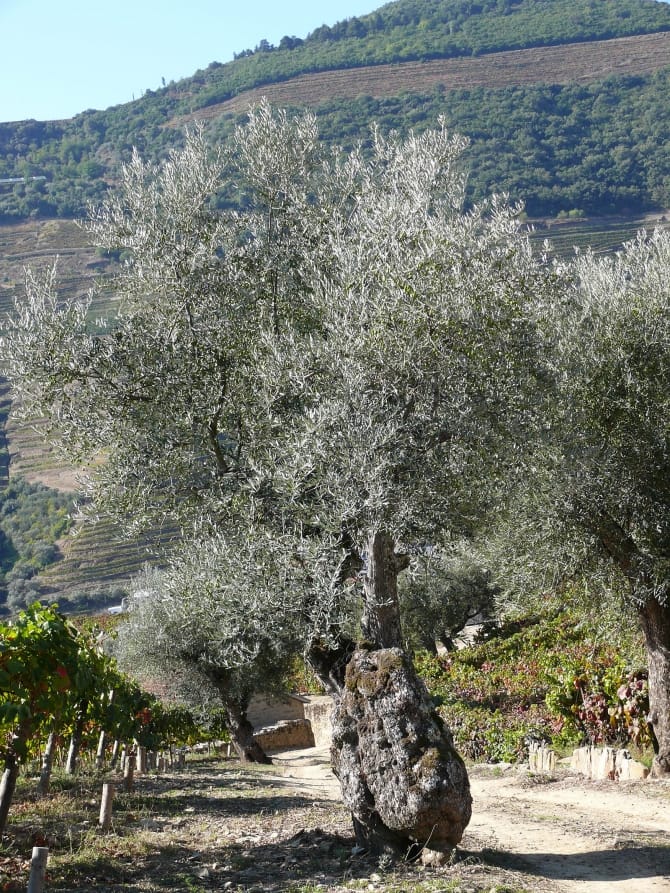 Quinta da Roêda, Pinhão <br>© Coleção Museu do Douro